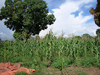 Maize crop ready for harvest on CFA land