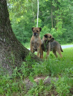 "Which way did he go?!"Mardi and Banks hunting for the red squirrel.