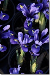EWG Greenhouse 23.2.12 (28) Iris 'Harmony' EWG Greenhouse 23.2.12 (28) Iris 'Harmony'