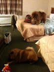 I should also tell you that being on the road is fun!  My cousin, Trinity and I stayed in the same hotel room, so I was never lonely!