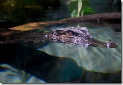 aquarium13