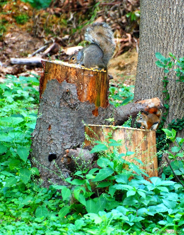 [9.%2520squirrels-kab%255B4%255D.jpg]