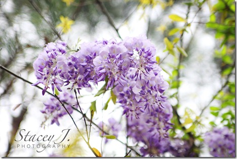 lilacs 003 copy