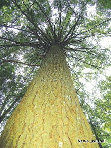 Looking up at tree 2x.jpg