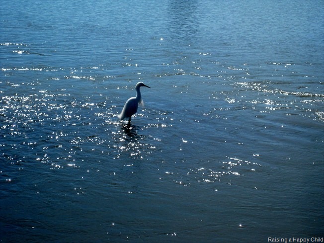 [Feb25_Shoreline2%255B3%255D.jpg]