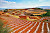 The Red Earth Terraces of Dongchuan, China