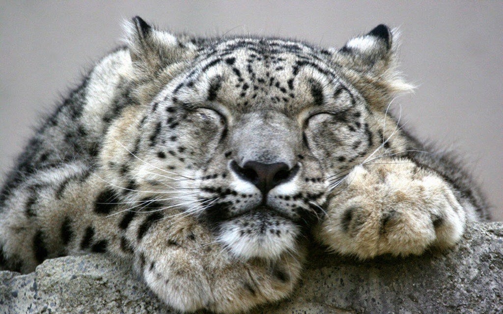 [snow-leopard_1332024885%255B5%255D.jpg]