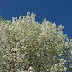 Trees-in-CT-in-Spring-2.JPG