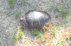 bog sun turtle3