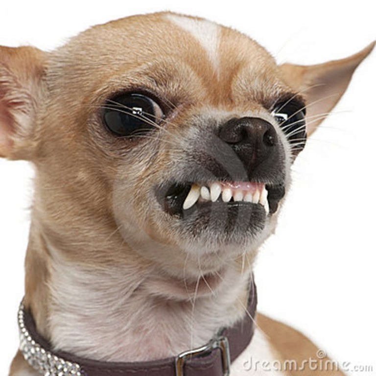 [Amazing%2520Animals%2520Pictures%2520Chihuahua%2520%25284%2529%255B5%255D.jpg]