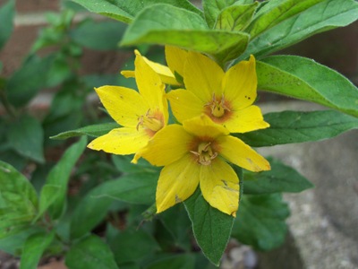 [yellow%2520teacup%2520003%255B2%255D.jpg]