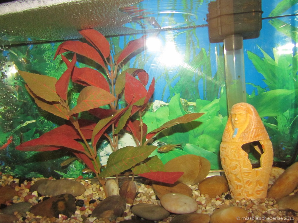 [IMG_2954%255B8%255D.jpg]