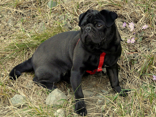 Carlino Nero