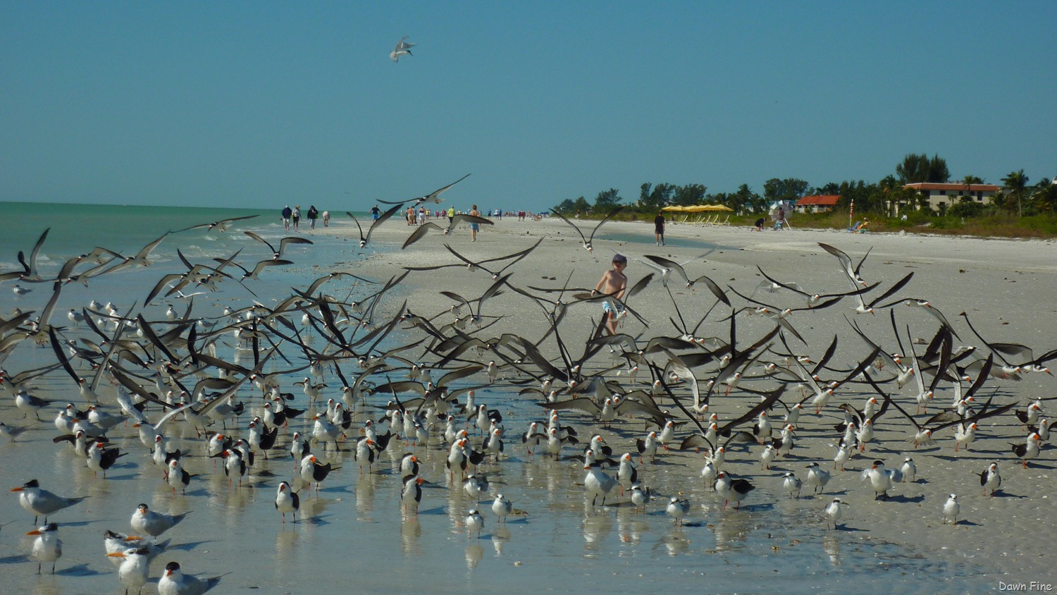 [Sanibel%2520Shell%2520and%2520birds_173%255B3%255D.jpg]