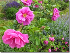 DSCF0506 DSCF0506
