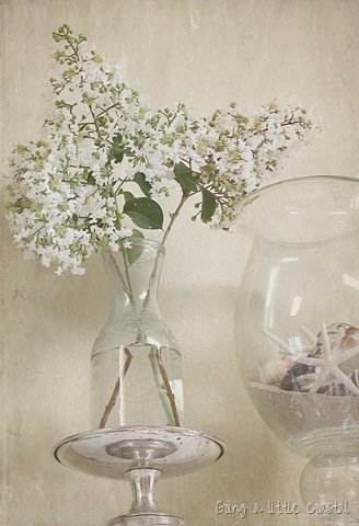 [crape%2520myrtle%25202%2520textured_edited-1%255B15%255D.jpg]