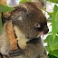 Koala at Hartleys - Port Douglas, Australia
