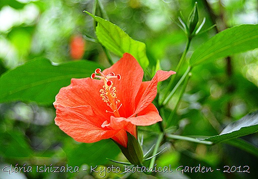 Glória Ishizaka -   Kyoto Botanical Garden 2012 - 1