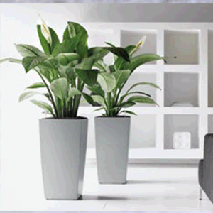 verdure verdure