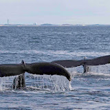 Diving humpback whales