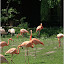 – Flamingos – Flamingos