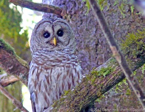 Barred Owl Barred Owl
