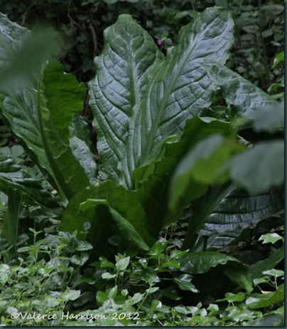 4-huge-leafed-plant