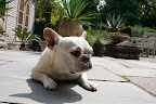 This is what they mean by the dog days of summer.