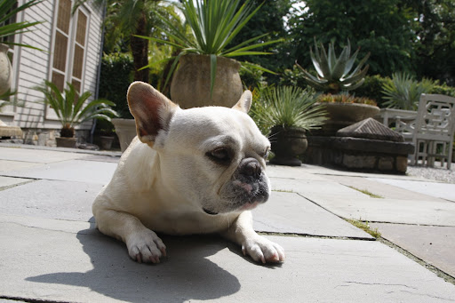 This is what they mean by the dog days of summer.