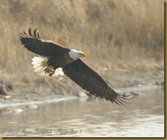 -Eagle catching fish_ROT6315  NIKON D3S February 17, 2012