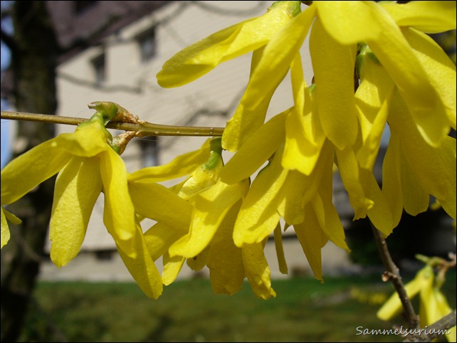 Blumen 020
