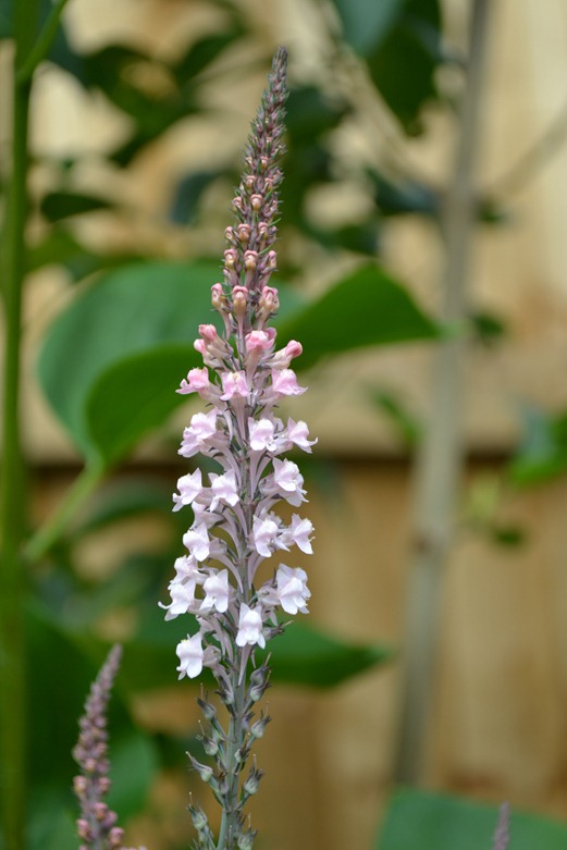 Champaigne pink - Loosestrife