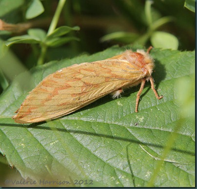 Ghost-moth-female