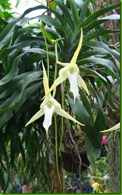 OR Angraecum_sesquipedale OR Angraecum_sesquipedale
