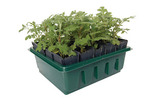 Compact Rapid Rootrainer with Seedlings