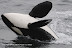  &ndash; Killer whale