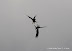 – White-tailed eagles – White-tailed eagles