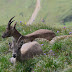 We see you - Ibex Family on Mt Pilatus Pgphoto