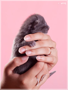 Фото котенка мейн-кун Frant возраст 1 неделя | Питомник Grey Claw`s