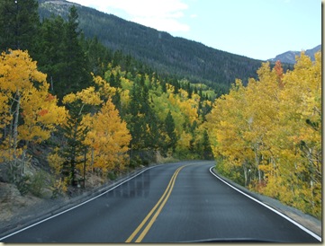 Quaking Aspen all in gold