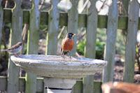 Sparrow Robin