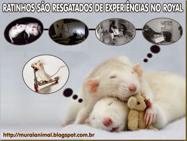 ratinhos-royal ratinhos-royal
