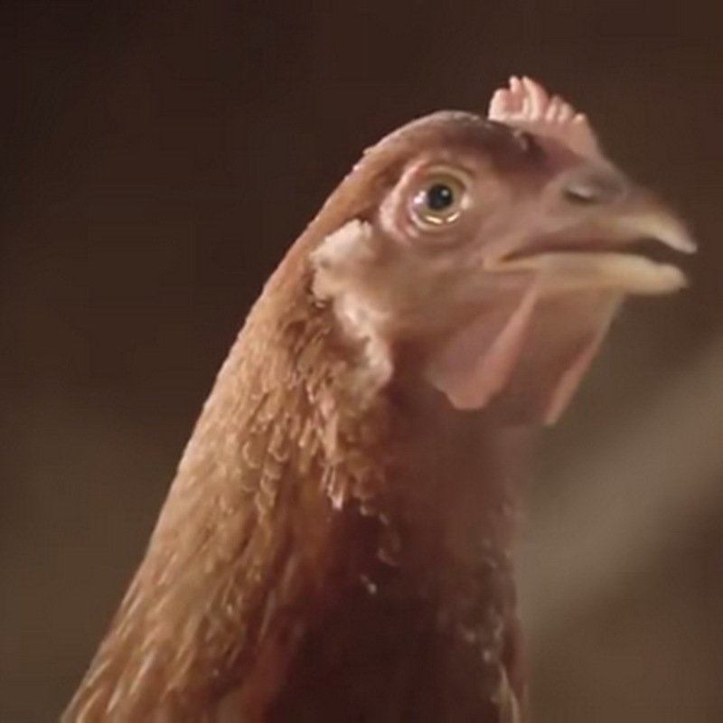 ¿Quién dijo que las gallinas no vuelan?
