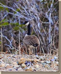 Picture-231_thumb7 Picture-231_thumb7