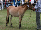 Olva f 2009 e Timon u Olivia e Inter