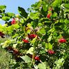 dsc01418.jpg dsc01418.jpg