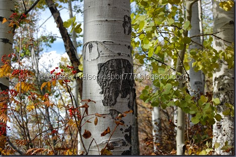 DSC_0790 DSC_0790