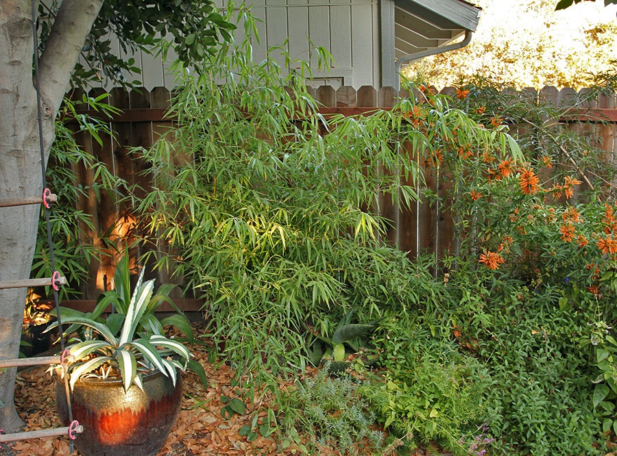 [110921_Phyllostachys-bambusoides-Castillon_06%255B3%255D.jpg]