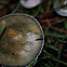 verdigris agaric