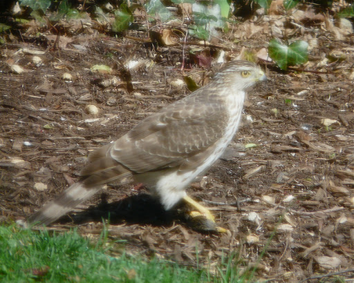 Killing machine Lindsay the Cooper's Hawk with an unfortunate Starling. In the yard, 4/14/13.
